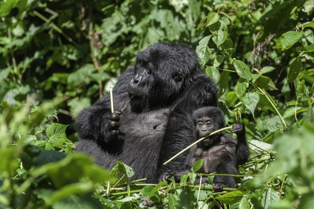 journée8 - LAKE MUTANDA – BWINDI FOREST NP