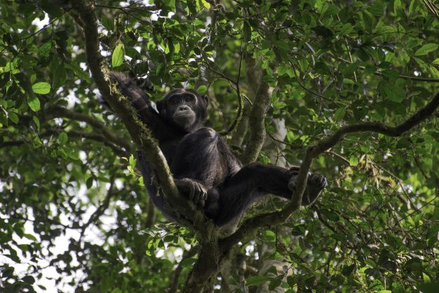 journée5 - KIBALE FOREST NP – QUEEN ELIZABETH NP
