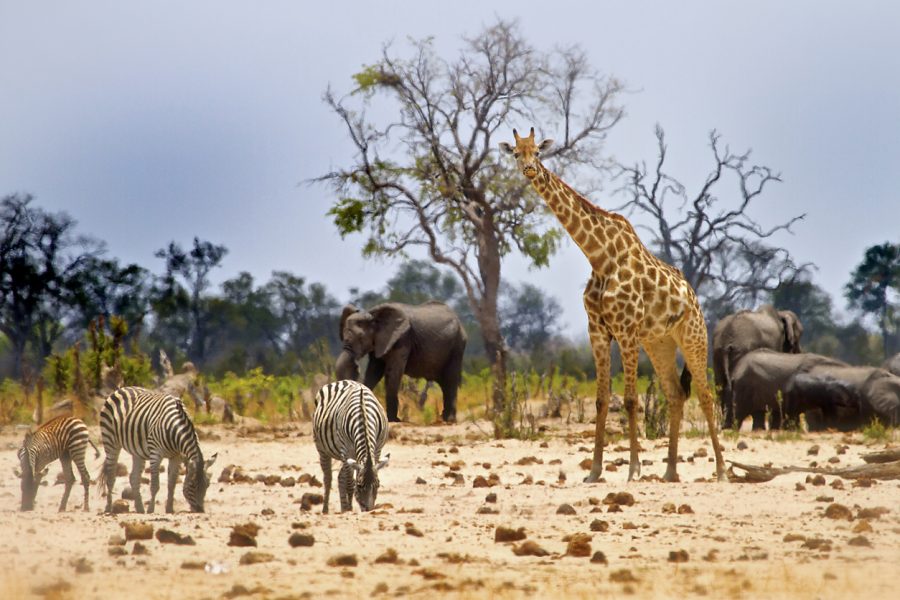 L'Afrique Australe pour un safari-croisière du Zimbabwe au Botswana en passant par la Namibie : Une expérience inédite aux confins du monde