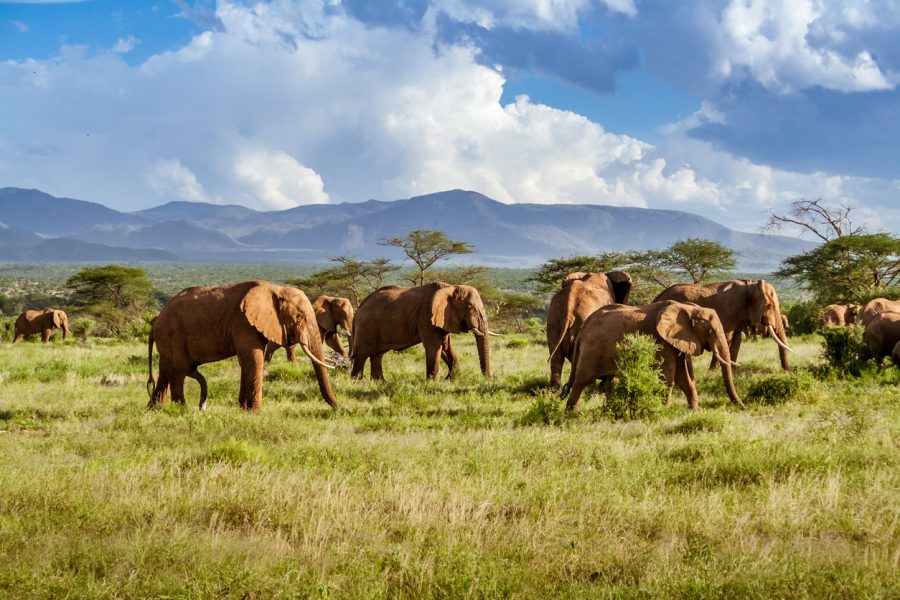 L'Afrique Australe pour un safari-croisière du Zimbabwé au Botswana en passant par la Namibie : Une expérience inédite aux confins du monde
