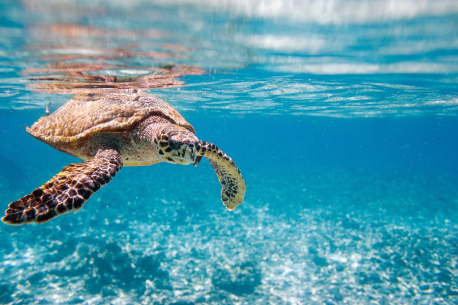 La Libre Découverte | Seychelles, le Jardin d'Eden