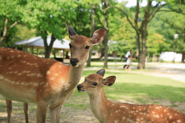 journée13 - KYOTO – NARA ( 奈 良 ) – MONT KOYA (高 野 山)