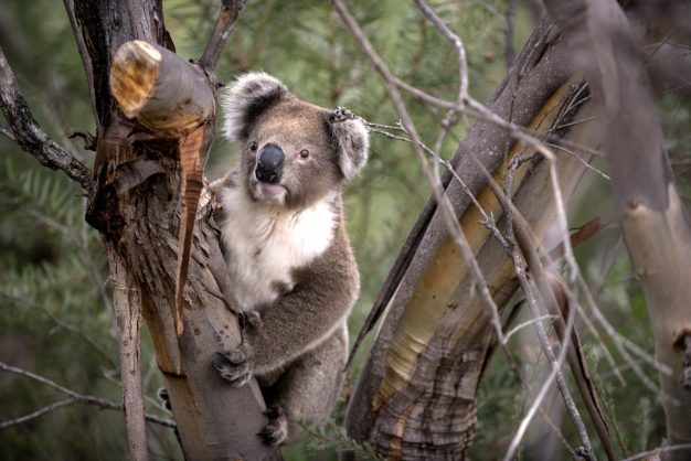 journée7 - CAPE JERVIS – KANGAROO ISLAND – ADELAÏDE