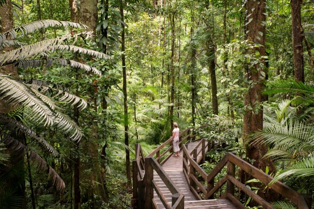 journée17 - CAIRNS – P.N DE DAINTREE – MOSSMAN GORGE – PORT DOUGLAS