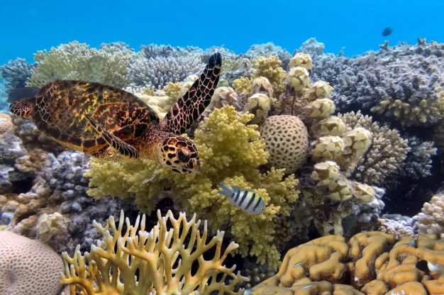 journée16 - CAIRNS – GRANDE BARRIERE DE CORAIL – CAIRNS