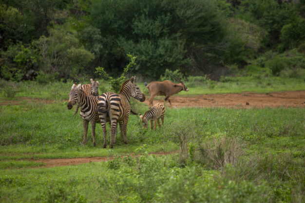 journée4 - LODGE : Parc National de Chobé (Namibie-Botswana)