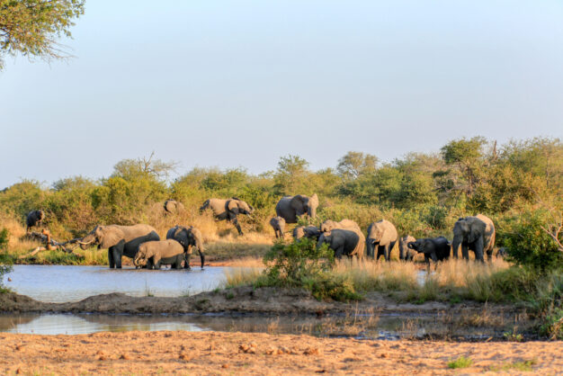 journée4 - LODGE : Parc National de Chobé (Namibie-Botswana)