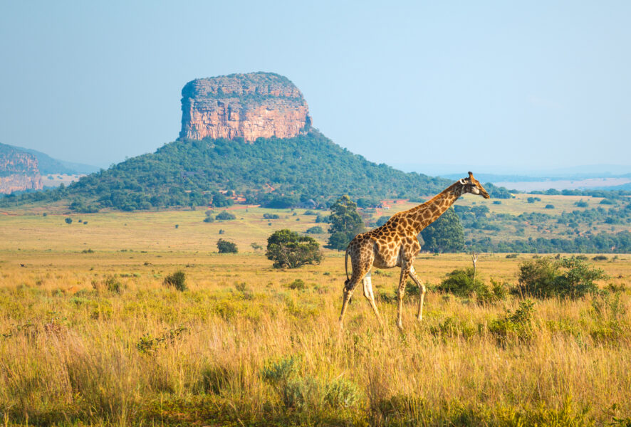 L'Afrique Australe à bord du Zimbabwean Dream : Expérience inédite aux confins du monde