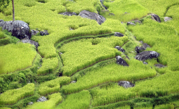 journée11 - RANTEPAO - LE NORD DU PAYS TORAJA