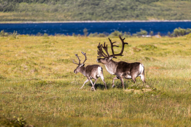 journée2 - SORTLAND – ILE D’ANDØYA – SORTLAND