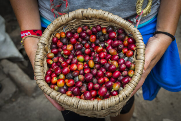 journée8 - REGION DU CAFE – PEREIRA > SANTA MARTA