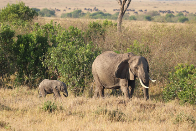 journée4 - LODGE : Parc National de Chobé (Namibie-Botswana)