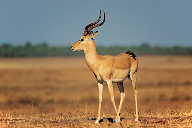 journée8 - BATEAU : Lac Kariba - Parc National De Matusadona (Zimbabwe)
