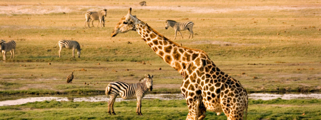 journée4 - LODGE : Parc National de Chobé (Namibie-Botswana)