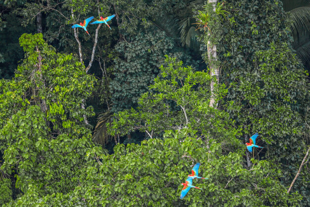 journée4 - PARINTINS