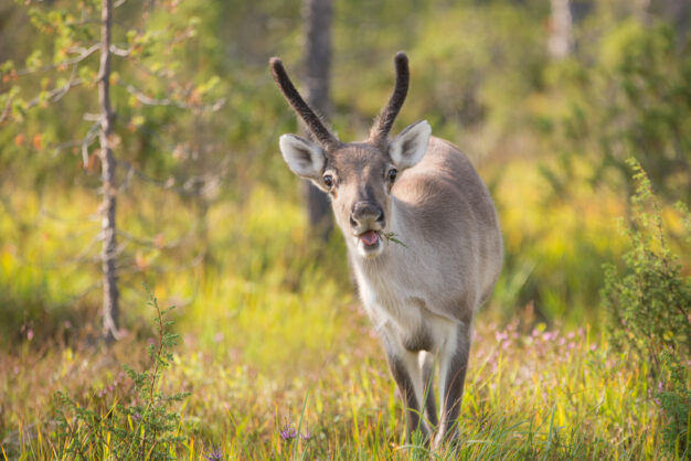 journée2 - SORTLAND – ILE D’ANDØYA – SORTLAND