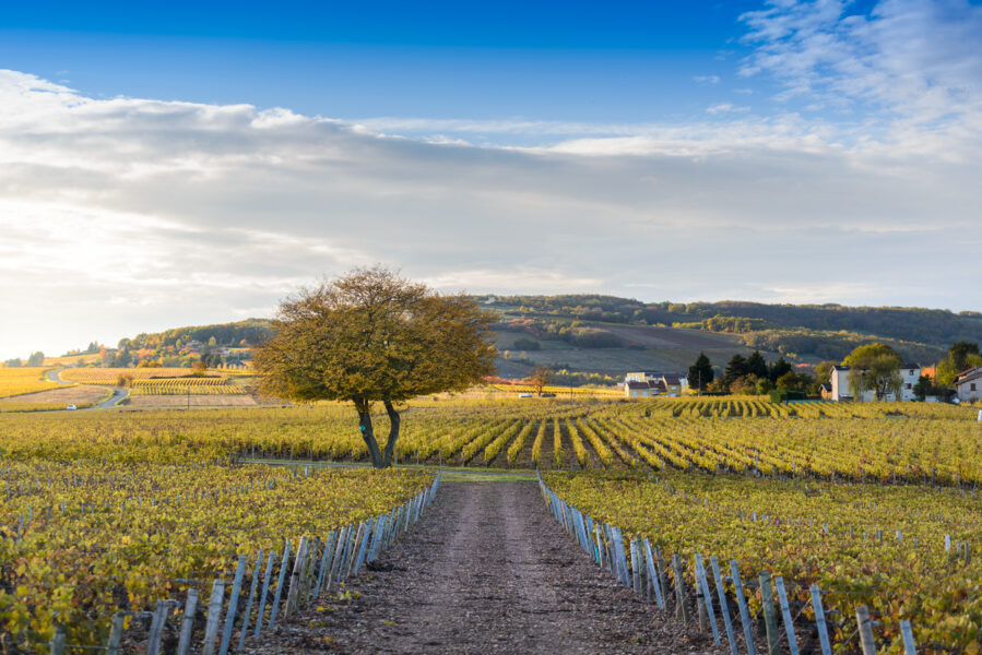 Gastronomie et vignoble entre Rhône et Saône avec un dîner à l'Abbaye de Collonges - Paul Bocuse
