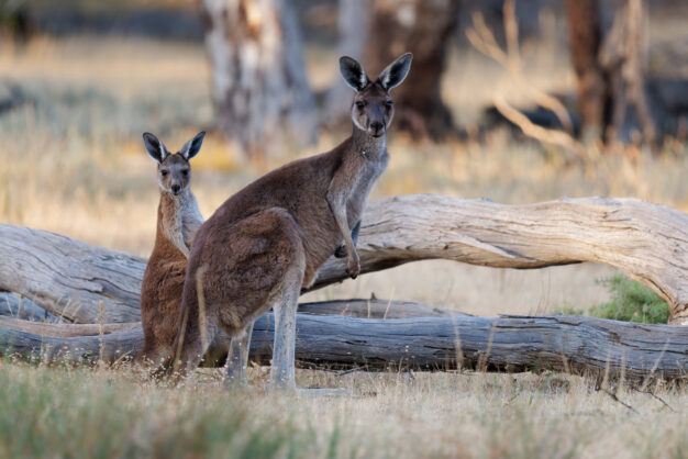 journée8 - ADELAÏDE – MACLAREN VALE – KANGAROO ISLAND