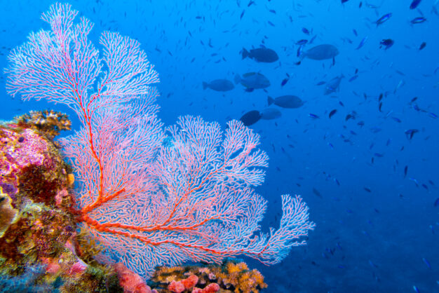 journée19 - CAIRNS - LA GRANDE BARRIERE DE CORAIL - CAIRNS