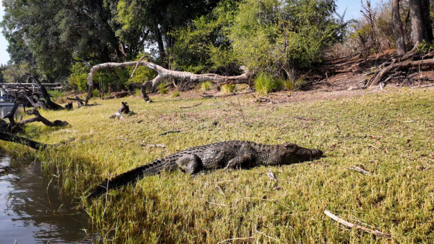 journée3 - Johannesburg - Kasane - Installation au LODGE (Afrique du Sud- Botswana-Namibie)