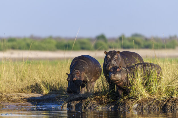 journée3 - Johannesburg - Kasane - Installation au LODGE (Afrique du Sud- Botswana-Namibie)