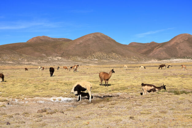journée8 - POTOSI - COLCHANI - UYUNI