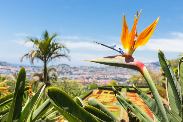 journée5 - FUNCHAL