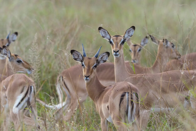 journée8 - BATEAU : Lac Kariba - Parc National de Matusadona (Zimbabwe)