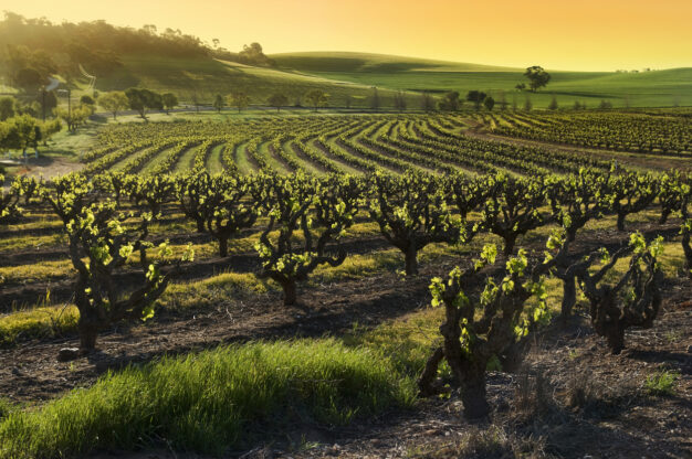 journée7 - ADELAÏDE – BAROSSA VALLEY – ADELAÏDE