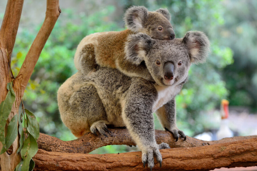 Australie, l'île continent