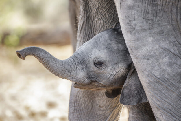 journée9 - LODGE : Parc National de Chobé (Namibie-Botswana)