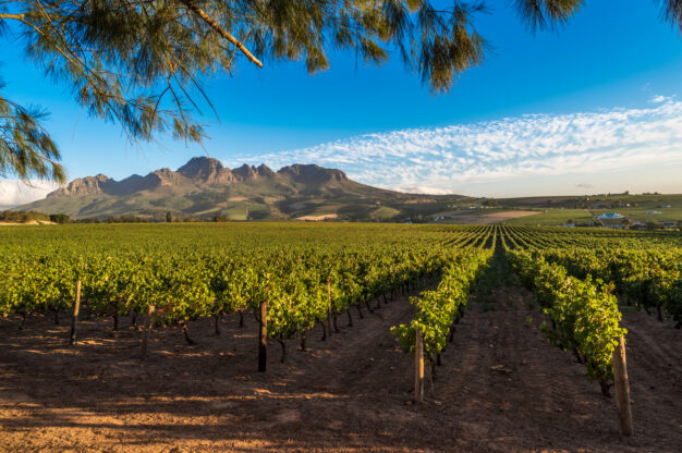 journée12 - HERMANUS - FRANSCHHOEK - STELLENBOSCH
