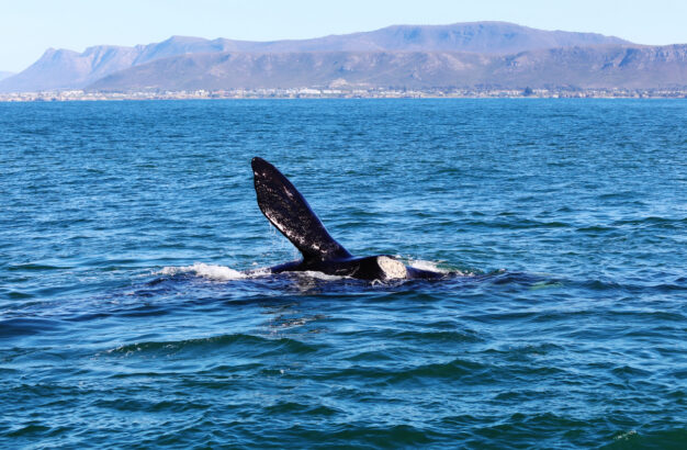 journée11 - SWELLENDAM - HERMANUS - KLEINMOND