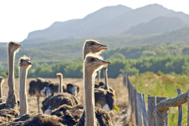journée10 - KNYSNA - OUDTSHOORN - SWELLENDAM