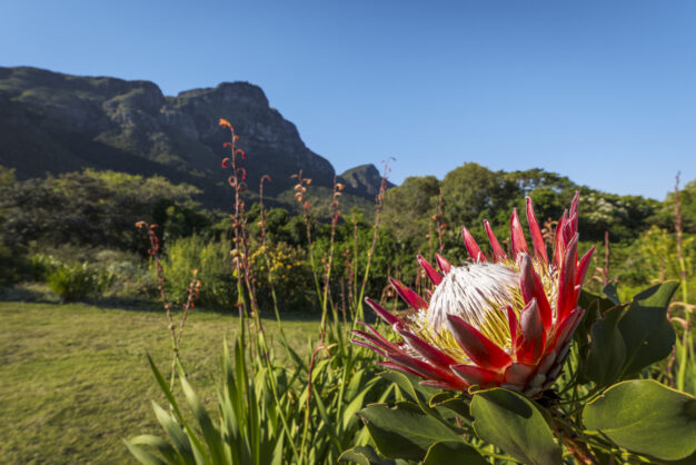 journée13 - STELLENBOSCH - LE CAP