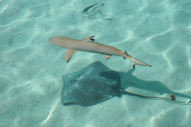 journée16 - MOOREA